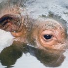 Hippo's Auge