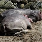 Hippos