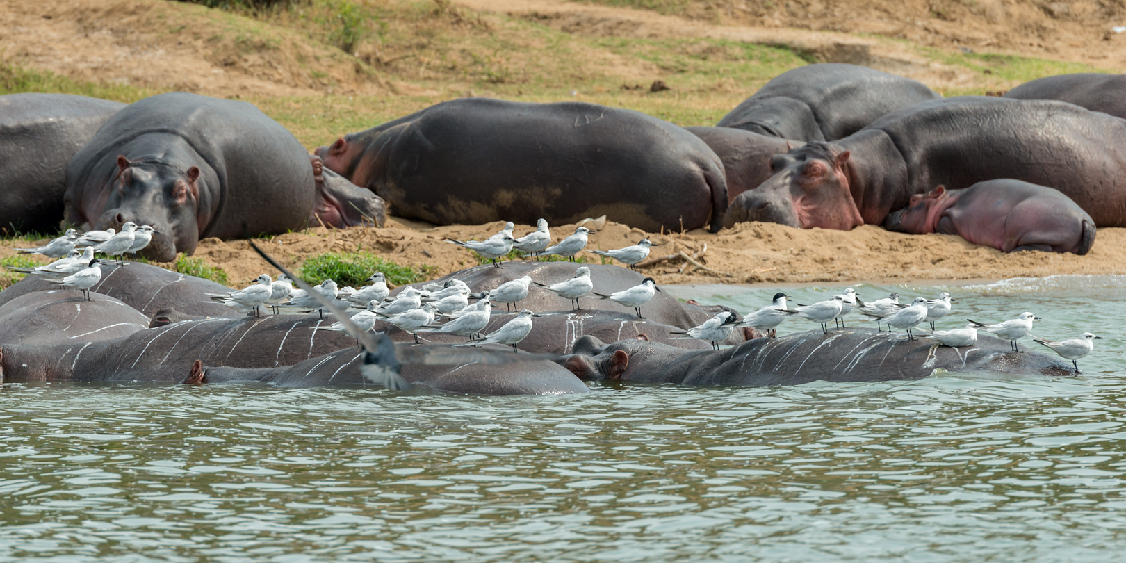 Hippos