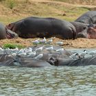 Hippos