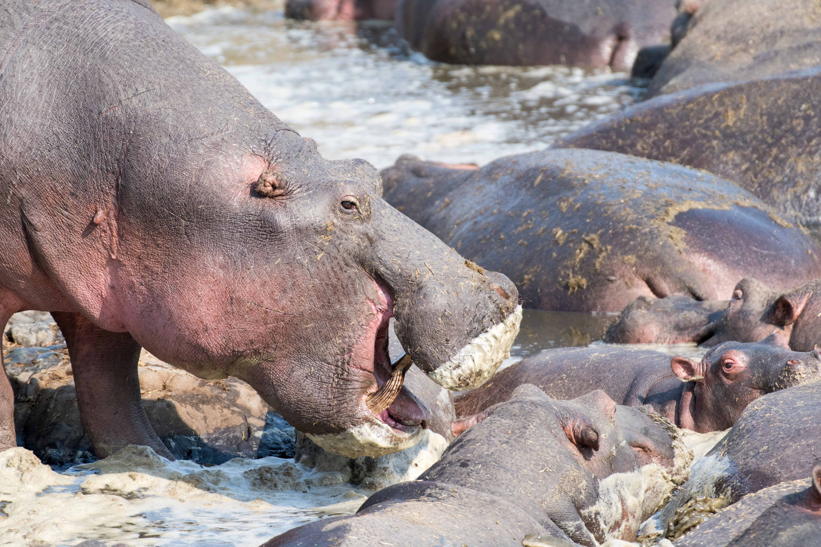 Hippos