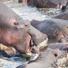 Hippos