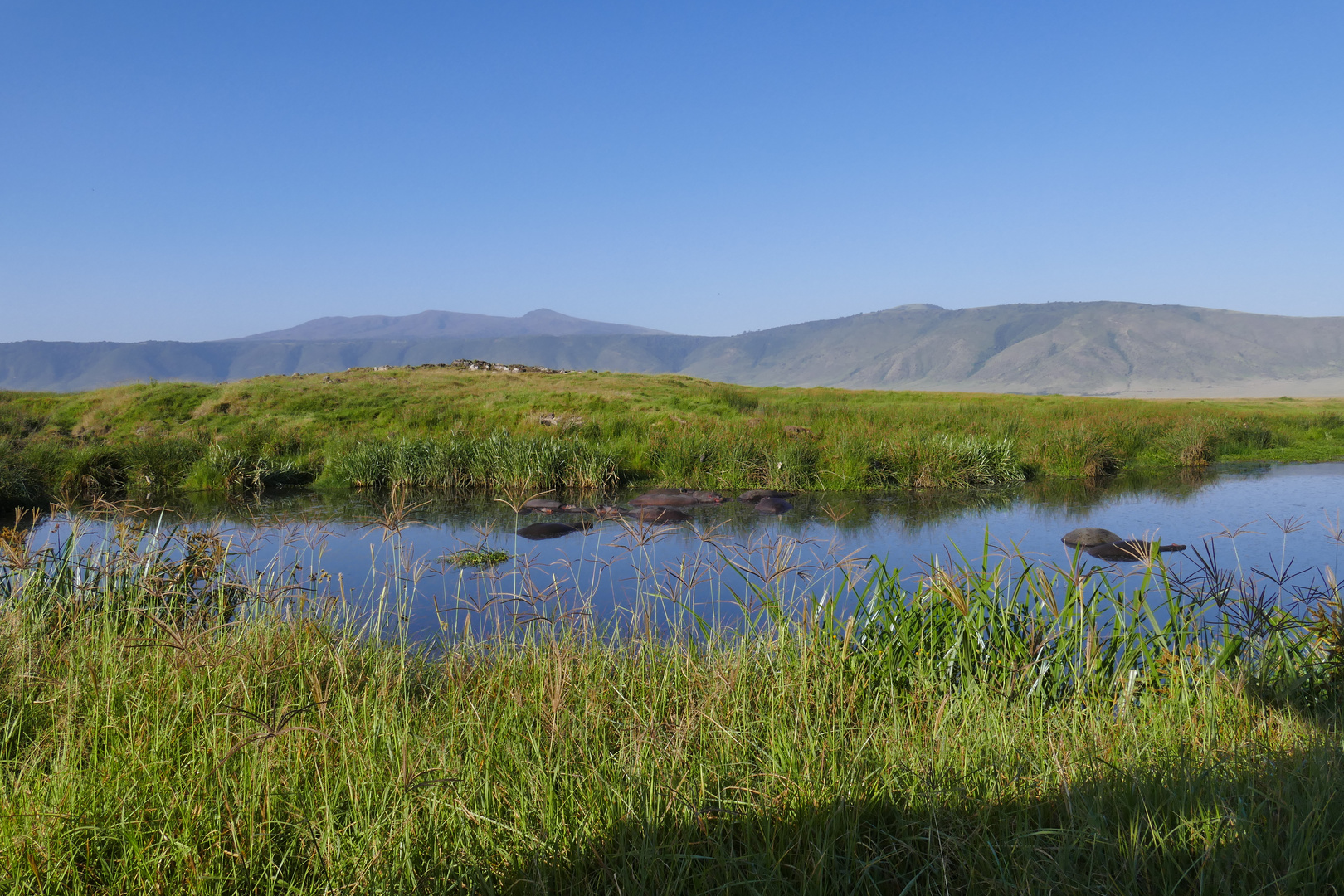 ...Hippo`s beim Bad im Ngorongoro Krater...