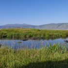 ...Hippo`s beim Bad im Ngorongoro Krater...