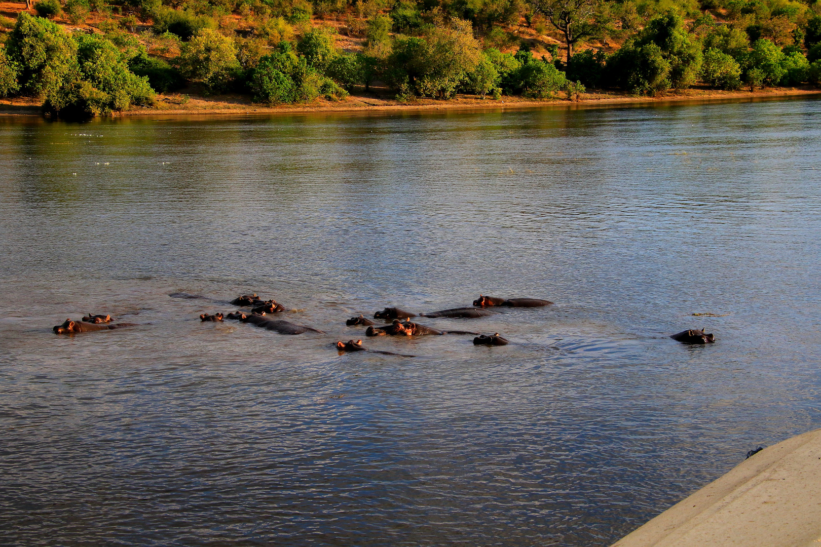 Hippos beim Baden