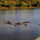 Hippos beim Baden