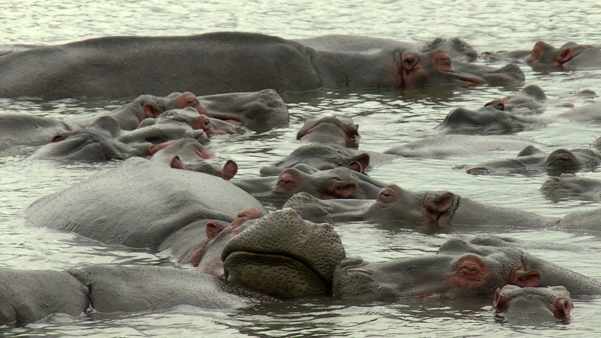 Hippos beim dösen