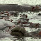 Hippos beim dösen