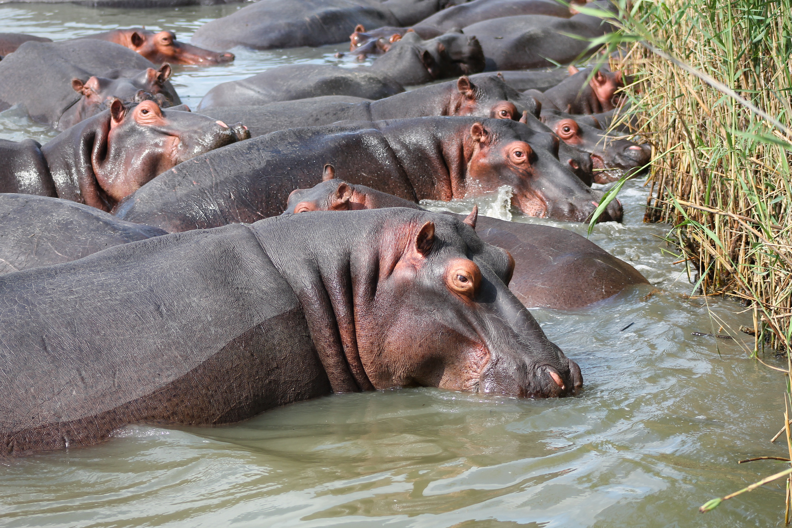 Hippos beim Kuscheln