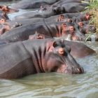 Hippos beim Kuscheln