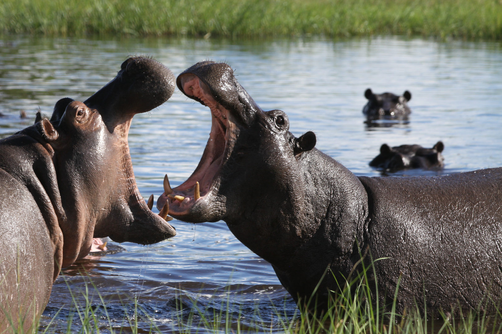 Hippos beim Machtkampf