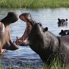 Hippos beim Machtkampf