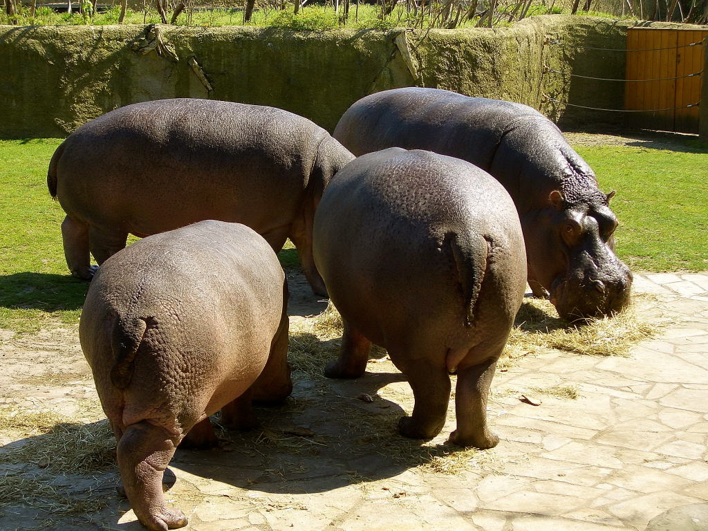 Hippos beim Mittagsmahl