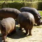 Hippos beim Mittagsmahl