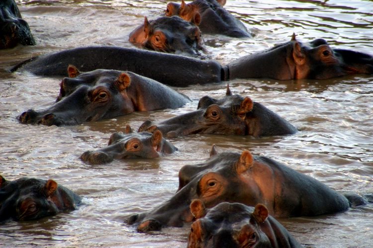 Hippos