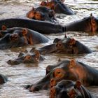 Hippos