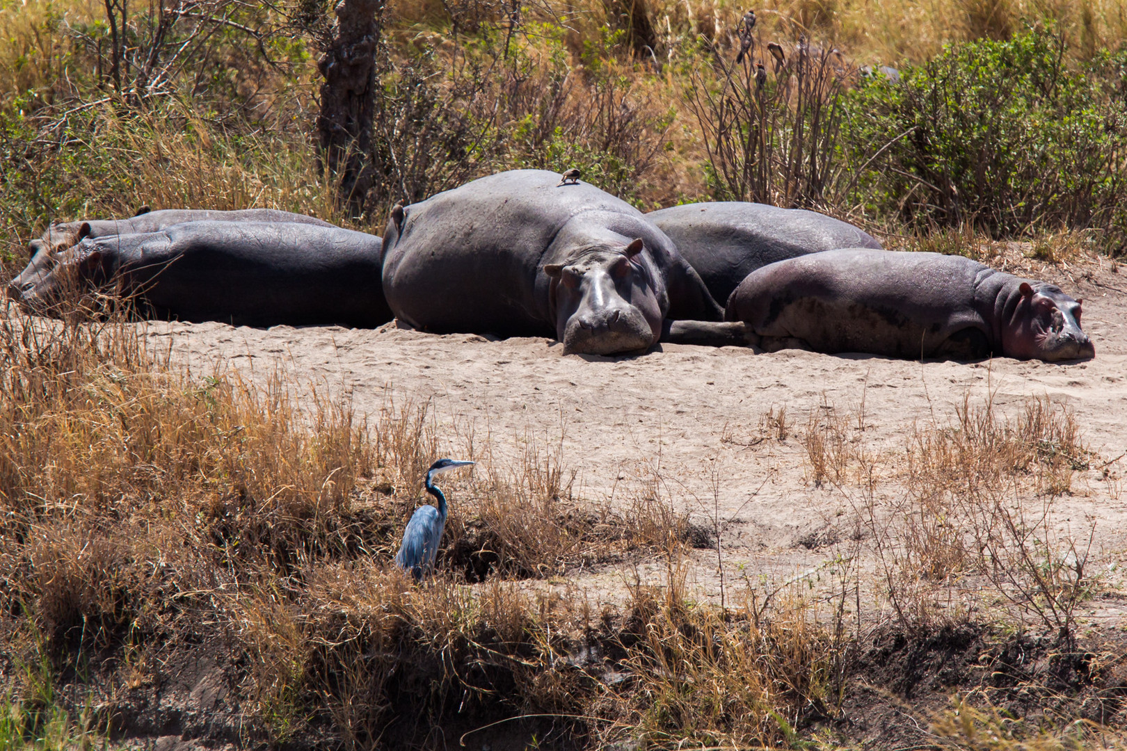 Hippos