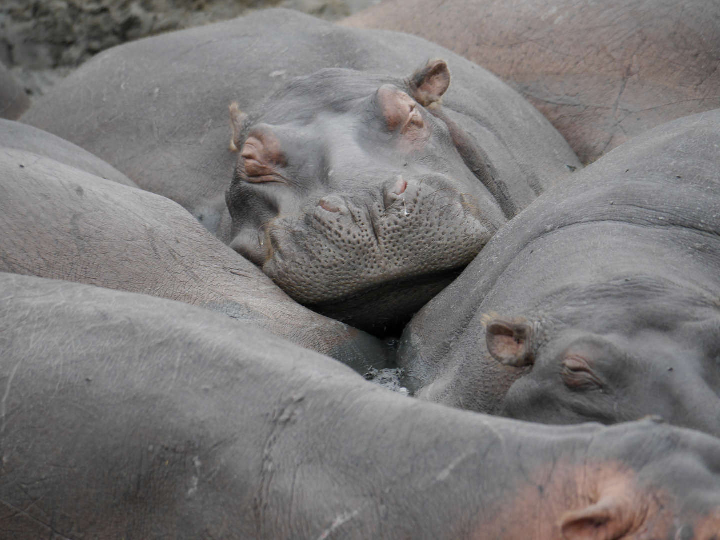 Hippos