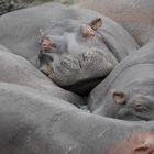 Hippos