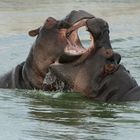 Hippos