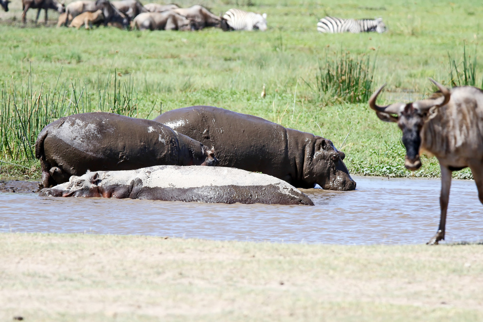 Hippos Foto & Bild natur, paarhufer, afrika Bilder auf