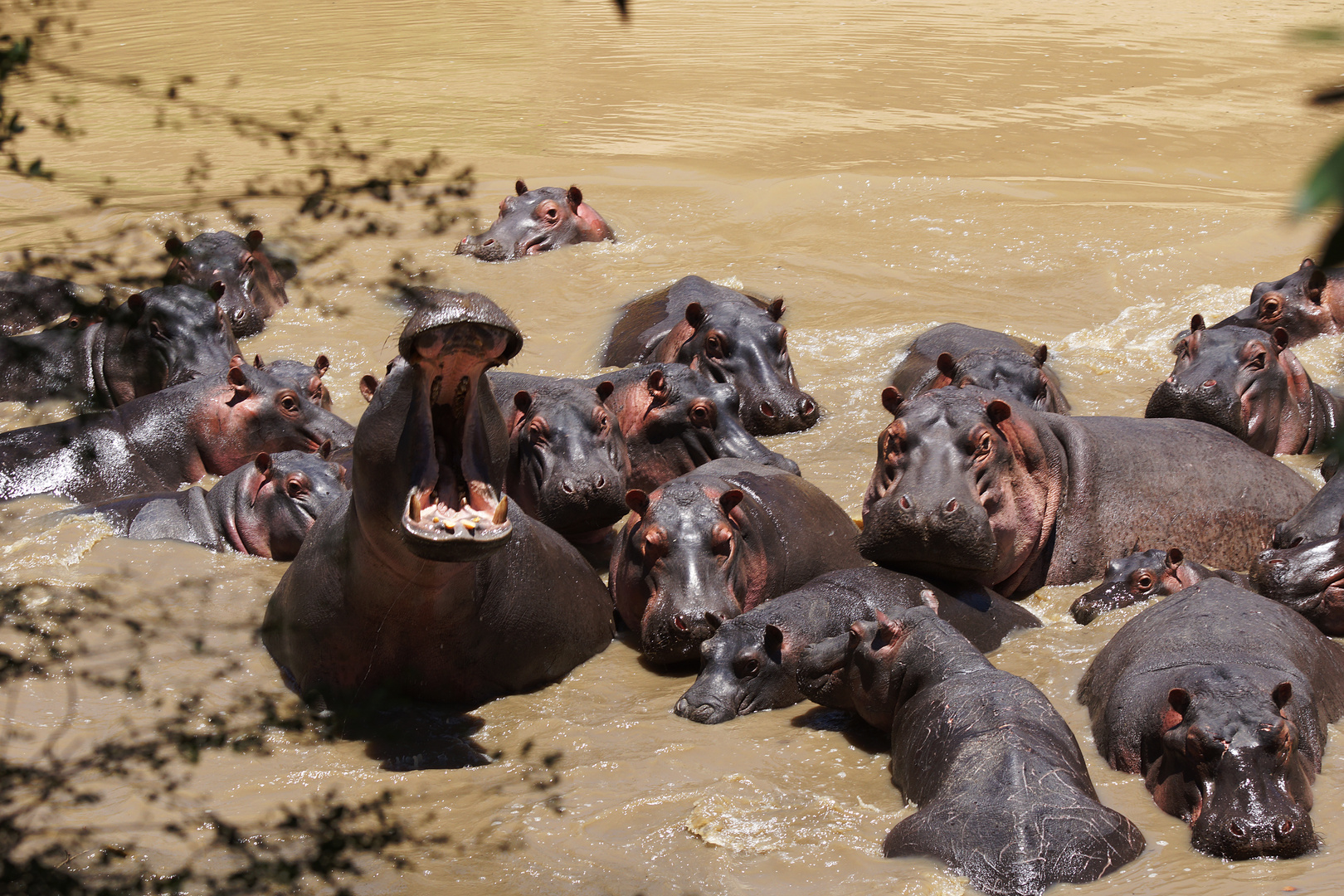 hippos