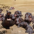 hippos