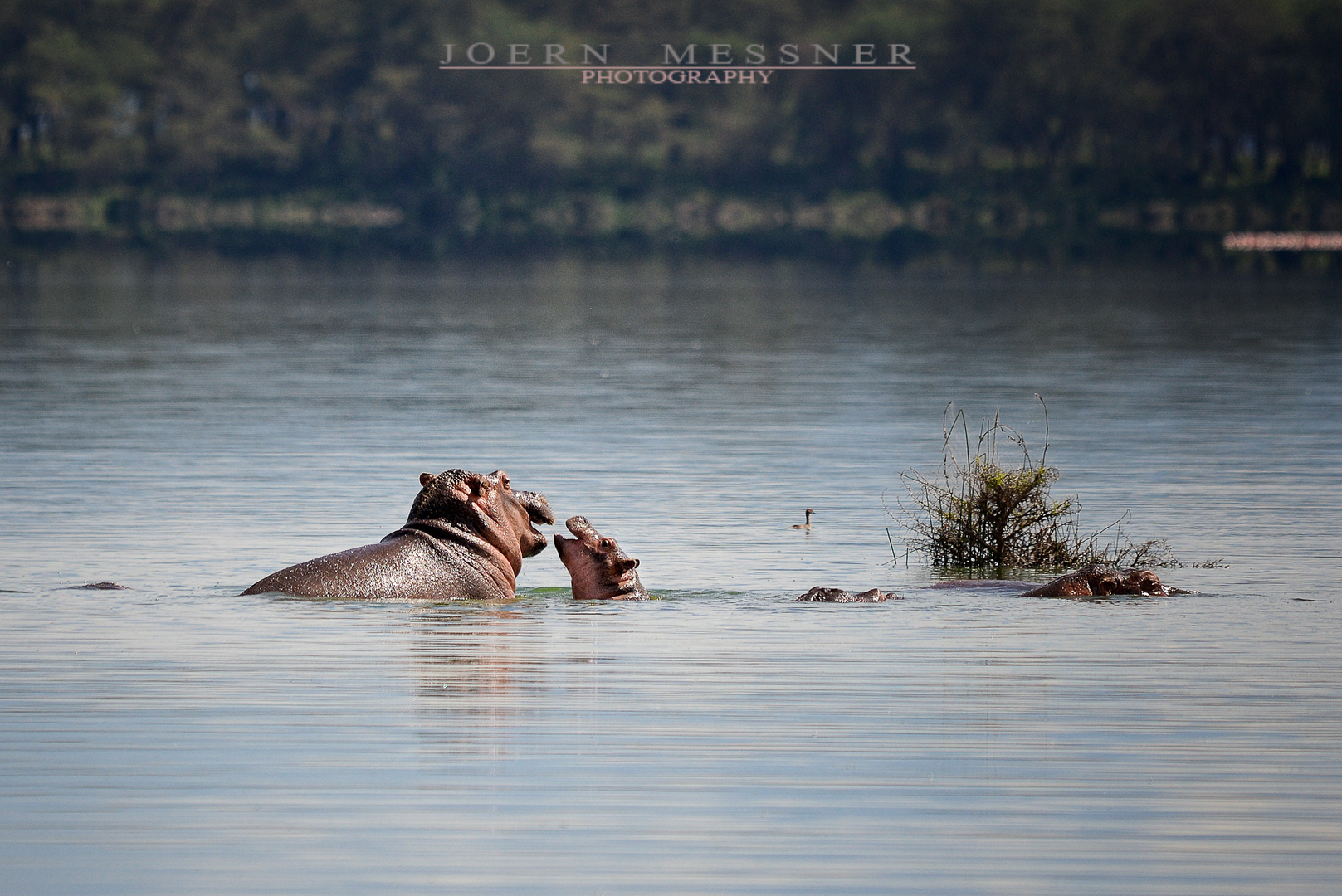 Hippos