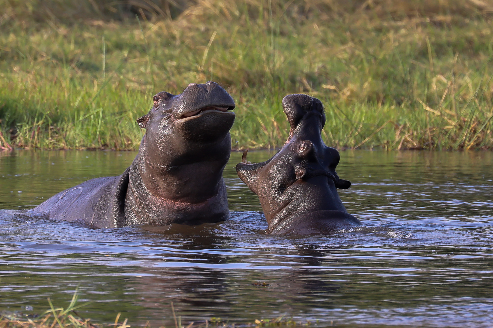 Hippos