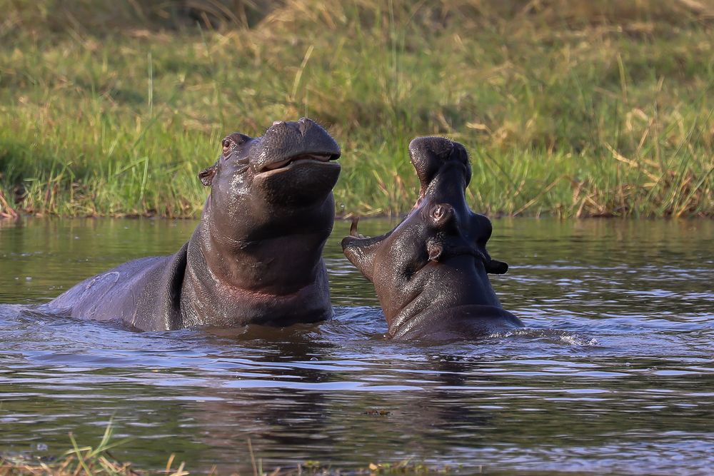 Hippos Foto & Bild world, natur, tiere Bilder auf