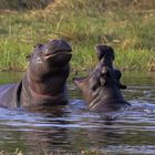 Hippos