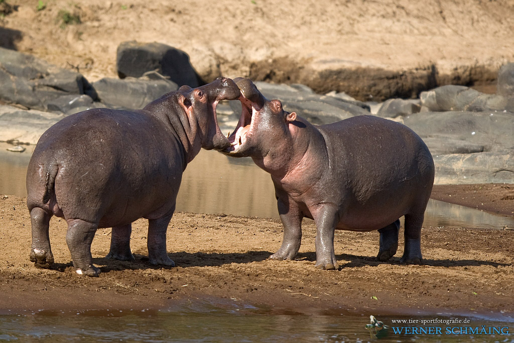 Hippos from Cologne?