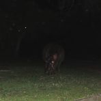 Hippos gehen abends und des nachts im Ort spazieren ; St.Lucia .