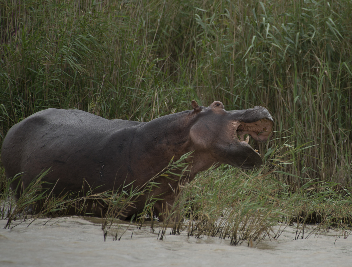 Hippos Hunger