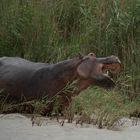 Hippos Hunger