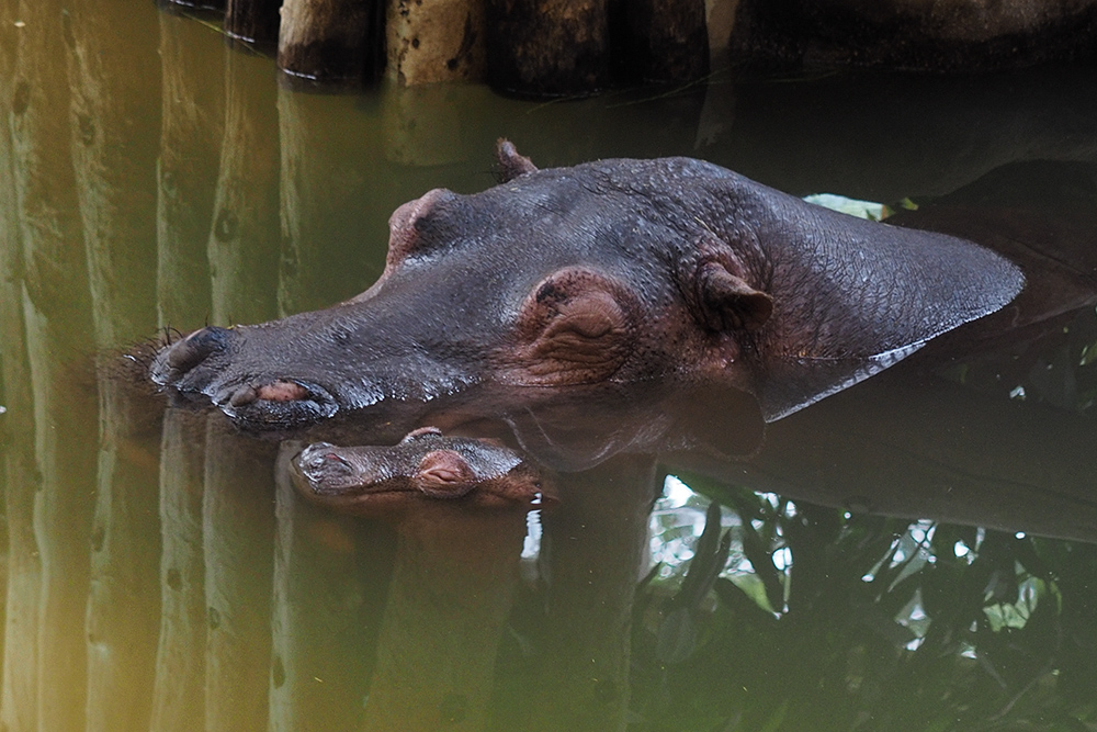 Hippos I