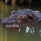 Hippos I