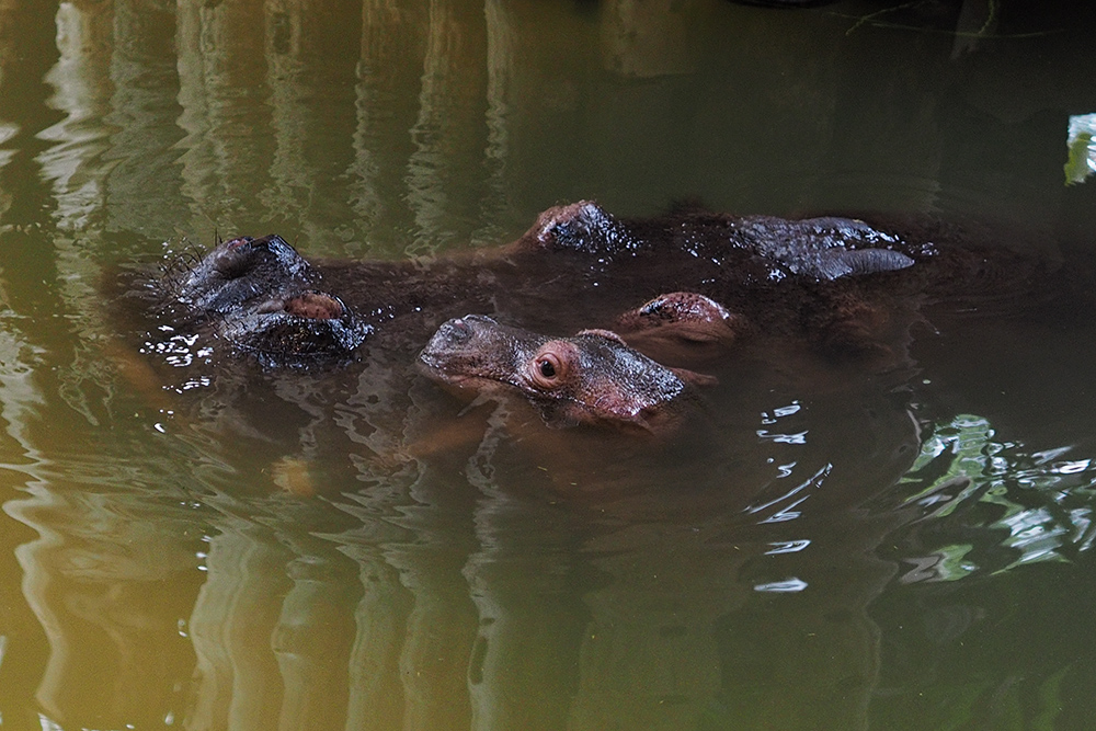 Hippos II