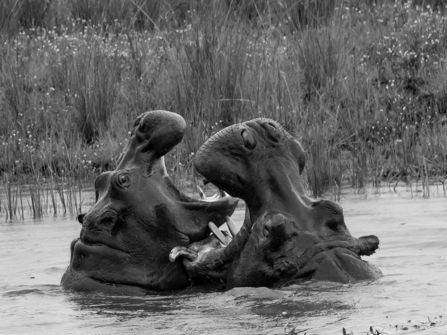 Hippos im Chobe-River, Botswana