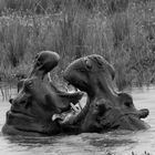 Hippos im Chobe-River, Botswana