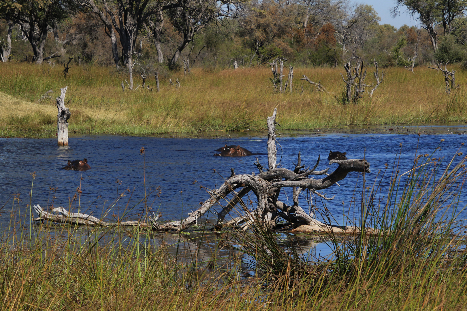 Hippos im Delta