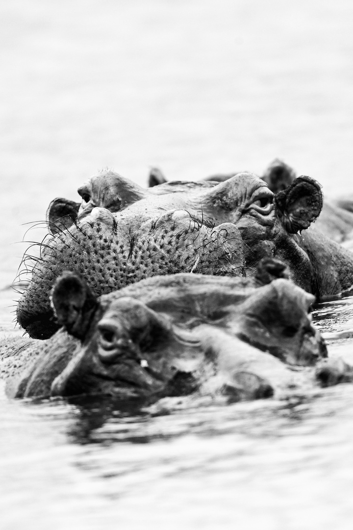 Hippos im Isimangaliso Wetland Park