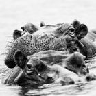 Hippos im Isimangaliso Wetland Park