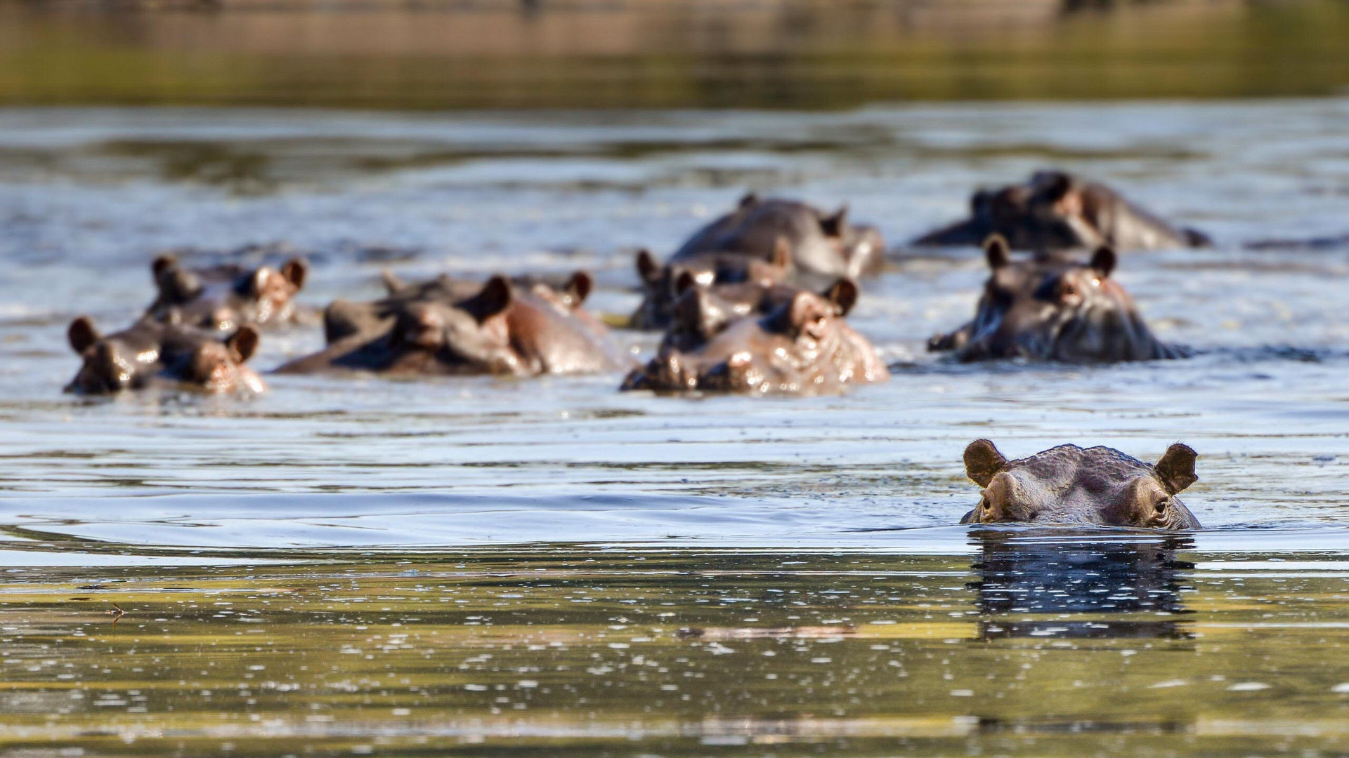 Hippos im Krüger Nationalpark