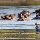 Hippos im Krüger Nationalpark