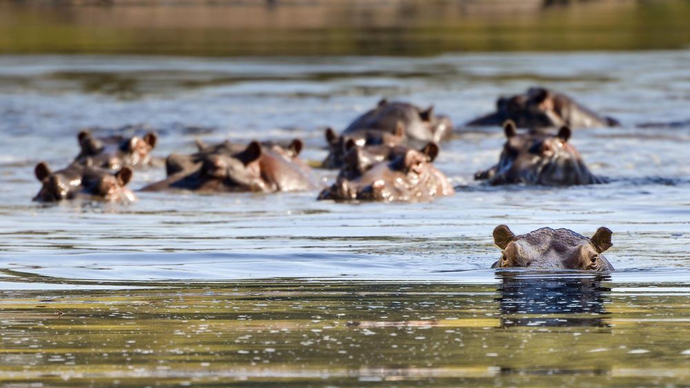 Hippos im Krüger Nationalpark