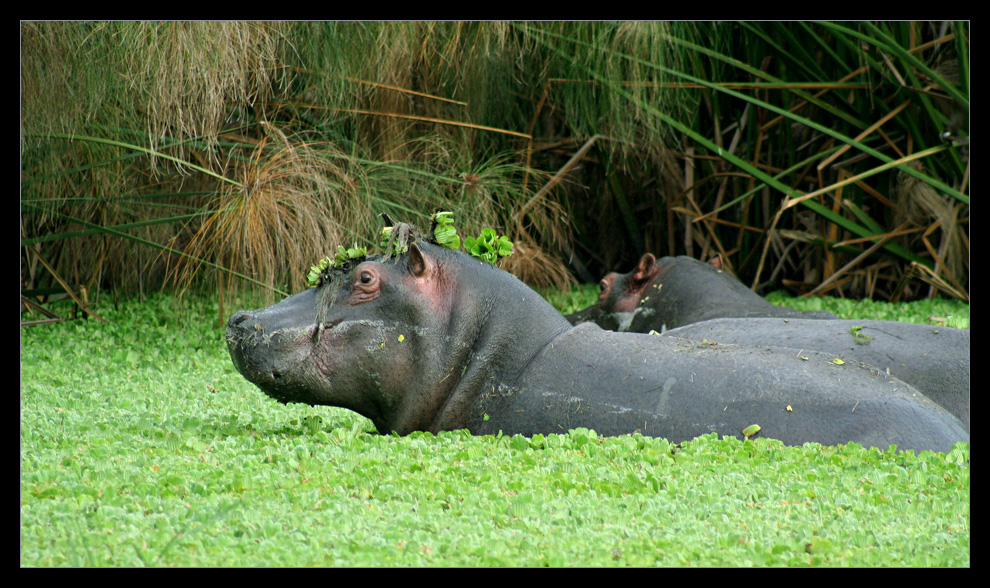 Hippos im Lake Mburo NP, Uganda