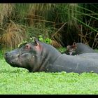 Hippos im Lake Mburo NP, Uganda