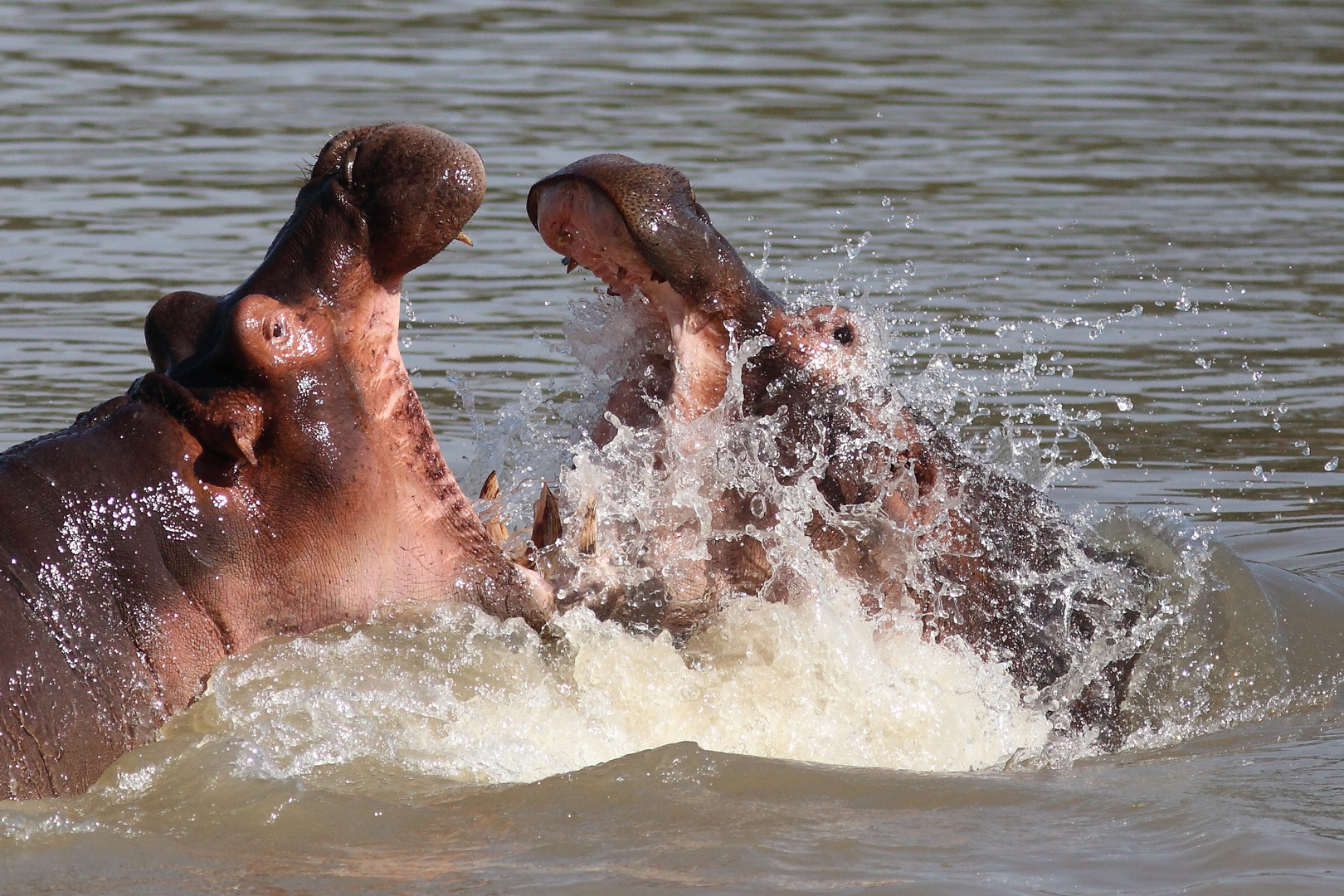 Hippos im Luangwa River, Sambia