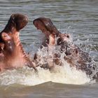 Hippos im Luangwa River, Sambia